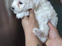 Tombiş maltipoo yavrular