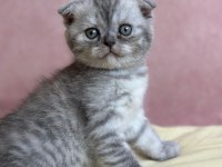 Scottish Fold 1,5 aylık