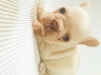 Merle Paltinyum Lilac Blue French Bulldog