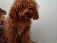 7 Aylık Maltipoo yeni ailesine arıyor
