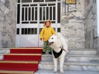 1 buçuk yaşında samoyed