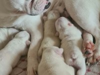 3 Haziran Doğumlu Beyaz Mavi Göz French Bulldog