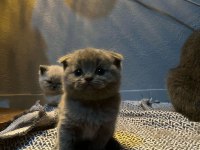 Scottish fold kedimiz bebeklerimiz yeni yuvalarını arıyor
