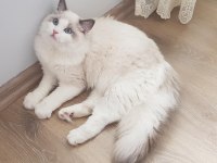 Sahibinden safkan secereli ragdoll bicolor erkek yavruları