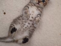 Scottish fold yeni yuvasını arıyor