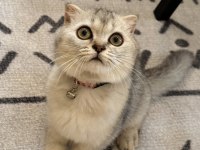 4,5 aylık erkek british shorthair orjinal, ücretsiz