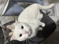 Kedimiz Güzel Luna İçin Yuva Arıyorum