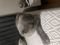 British Shorthair 5.5 yaşında