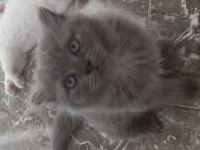 6 scottish fold yavru