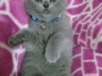 Top kafa ayı surat scottish fold oyuncu bebeğimiz