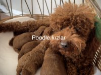 RED BROWN TOY POODLE