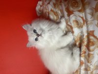 Son erkek yavru british longhair
