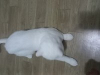 Çipli aşıları eksiksiz british shorthair