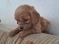 Cockapoo 2 Aylık Yavrular yeni yuvalarını arıyor