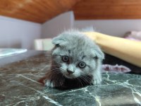 Uygun şartlarda scottish fold kedilerimiz