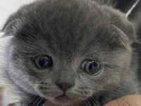 Yavru scottish fold bebekler