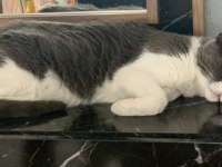 BAHÇELİ EV İÇİN KEDİMİZİ SAHİPLENDİRME