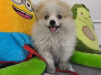 Pomeranian Boo Yavru