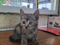 Tekir yavru terk edilmiş