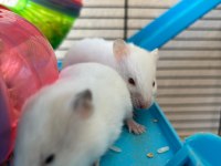 Bebek Suriye Hamster