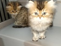 Golden Black British Longhair