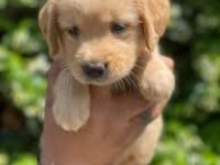 Teslime hazır golden retriever bebekler