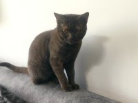 British shorthair kedisi 8-10 aylık