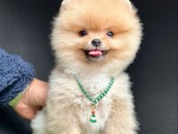 Sevimli Pomeranian Boo Yavrularımız