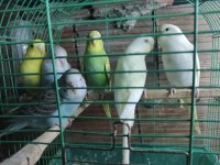 Sağlıklı takım muhabbet kuşları