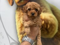 Toy poodle yavrularımız