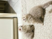 British longhair ns 11 silver