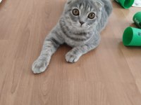 Scottish fold