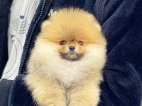 TEDDY BEAR POMERANİAN ADANA DA GÖRÜP ALMAK İSTEYENLERE