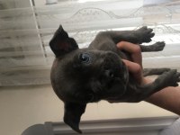 2 aylık french bulldog blue yavru