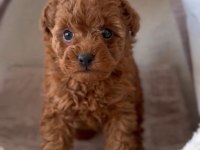 ANATOMİ HARİKASİ POODLE BEBEKLER