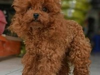 KORE YAVRUSU A KALİTE TEACUP RED BROWN TOY POODLE YAVRULAR