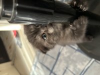 2 aylık tek doğan yavru dişi scottish fold kedim