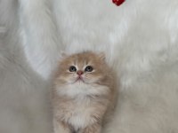 ŞAMPİYON KAN HATTINDAN BRITISH LONGHAIR CY11 ERKEK