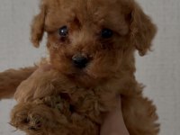 Orjinal kore kan toy ve teacup poodle yavrular