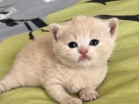 Tam bir barbie british shorthair