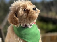 Orijinal maltipoo erkek yavrumuz