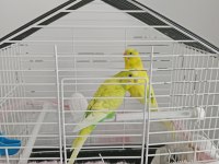 3 çift muhabbet 1 çift sevda papağanı
