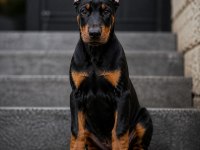 Çivi gibi doberman estetikli yavrular