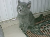 British shorthair yavrular