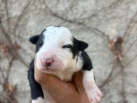 29 Ekim doğumlu border collie yavrular