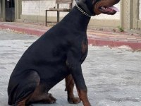 A CLASS FCI KIF ŞECERELİ DOBERMAN SON YAVRU