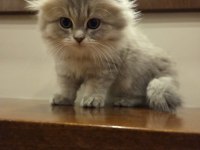 Scottish fold longhair safkan yavru