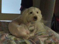Maltese terrier köpeği