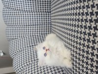 British Longhair Golden Point Erkek