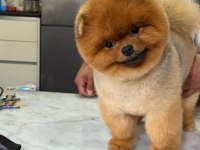 15 aylık kusursuz erkek teddy bear surat pomeranian